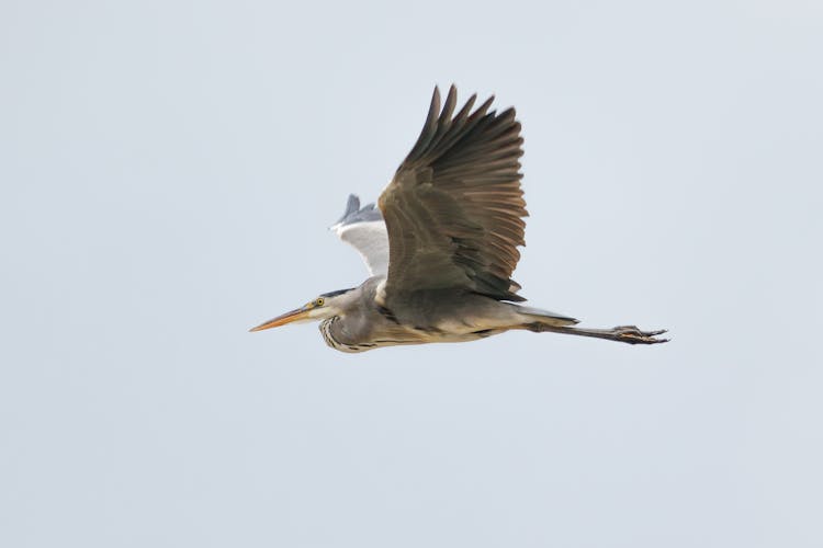 Heron Flying On Sky