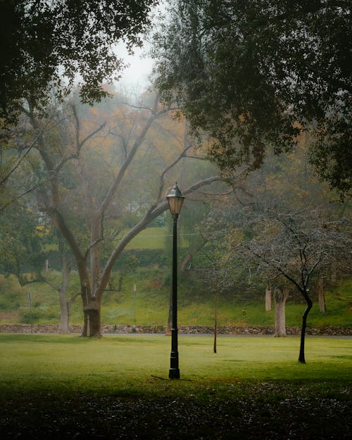 Základová fotografie zdarma na téma lampa, park, příroda
