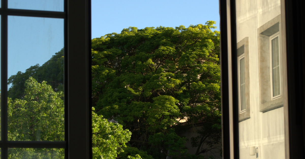 Forest Trees behind Window · Free Stock Photo