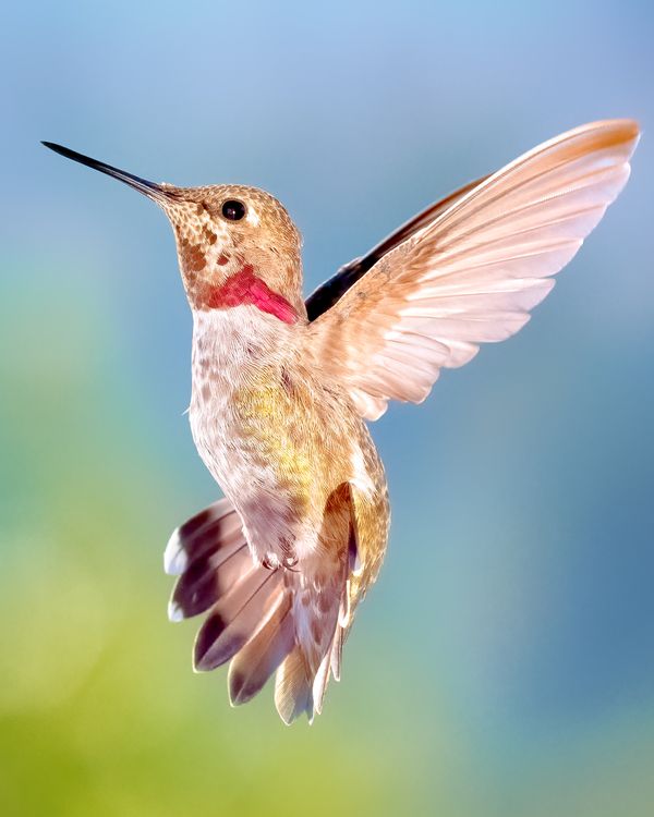 Close up of Flying Hummingbird · Free Stock Photo