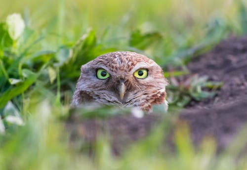 Burrowing Owl Head