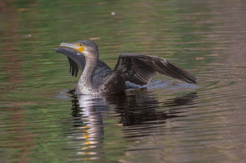 Cormorant on Lake