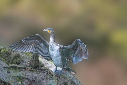 Close up of a Great Cormorant