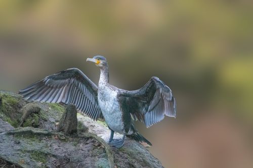 Free A great cormorant spreads its wings on a rock, capturing the essence of wildlife in nature. Stock Photo