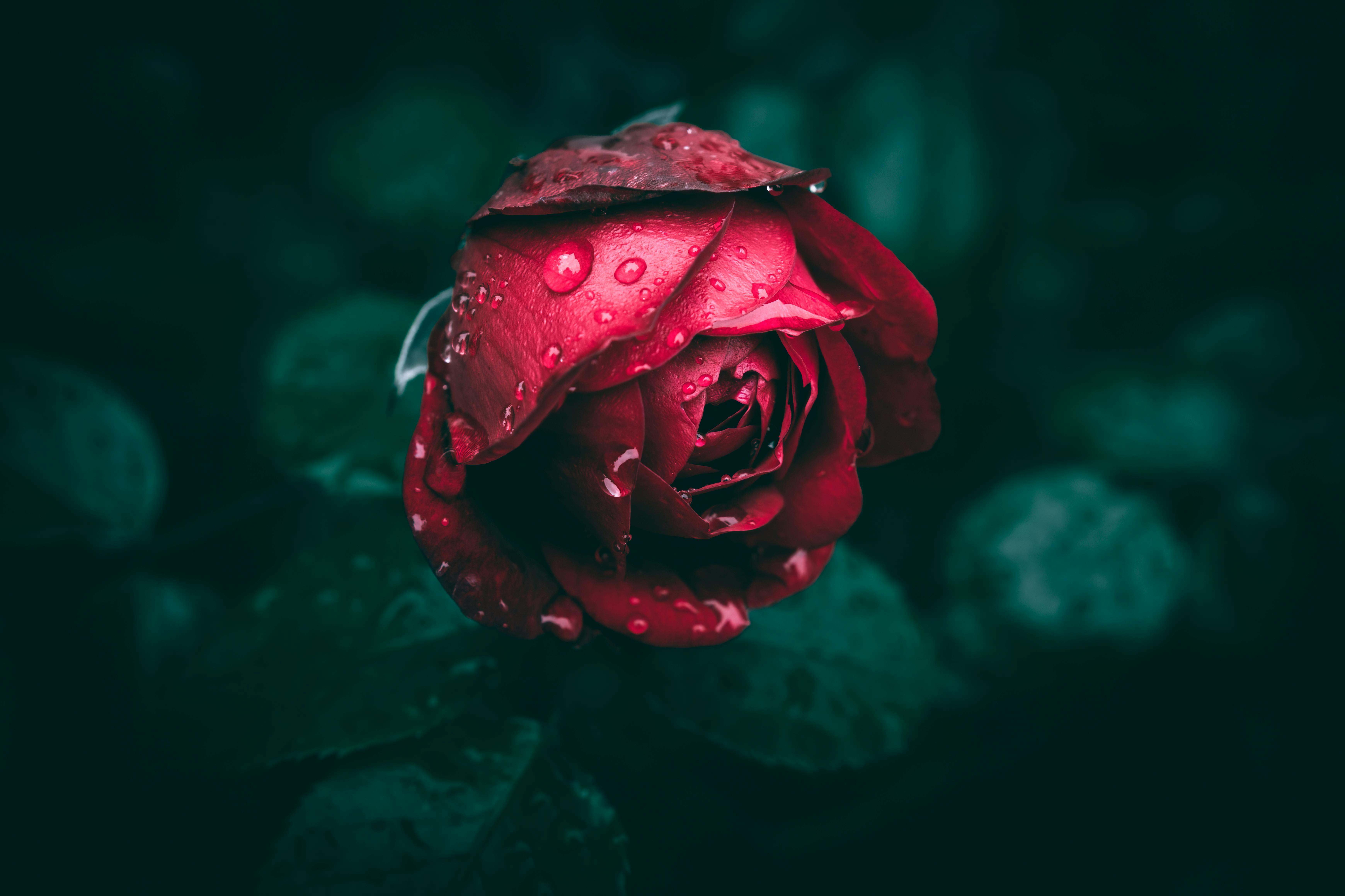 a close up of a red garden rose with rain drops