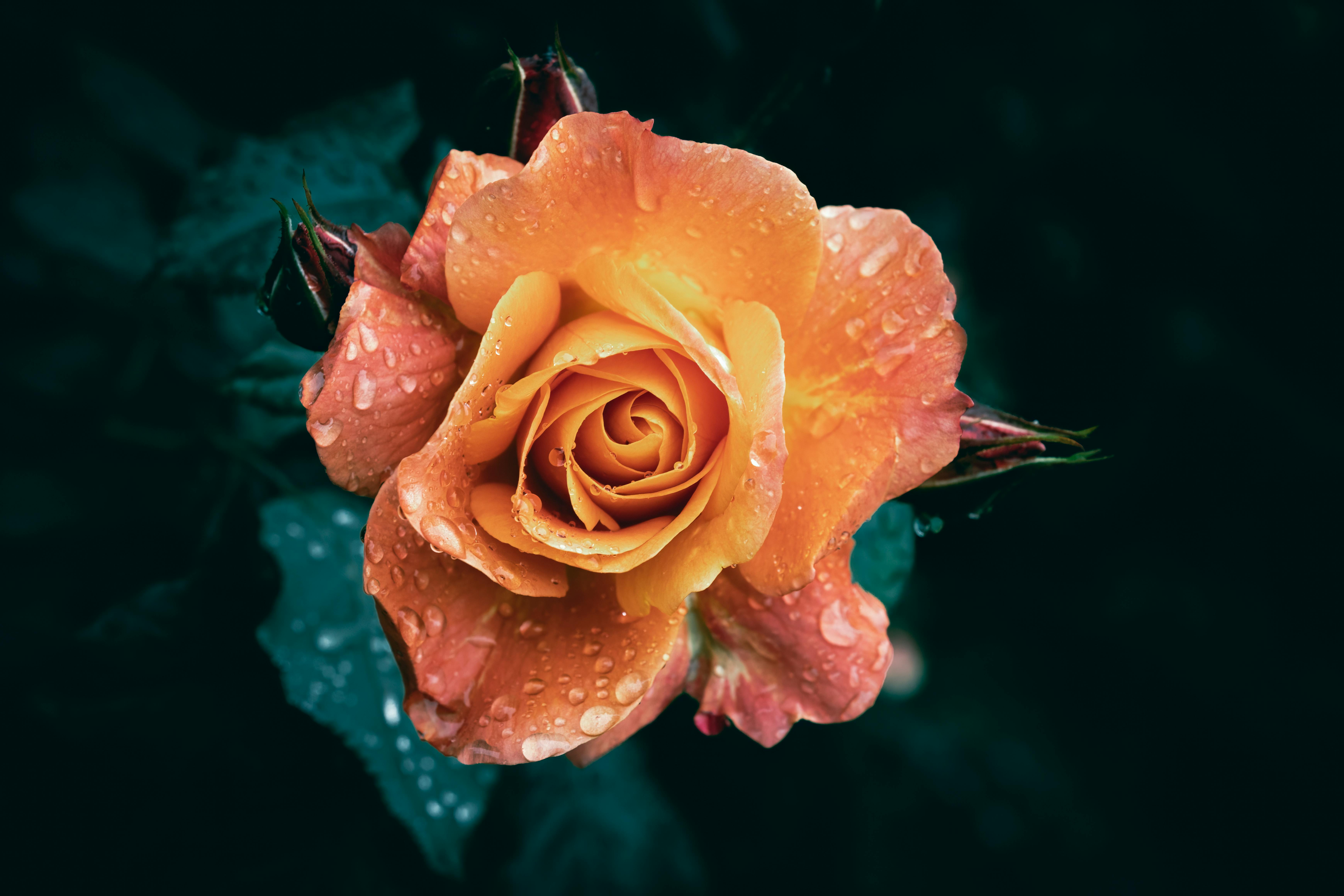 a close up of a garden orange rose flower in bloom with rain drops