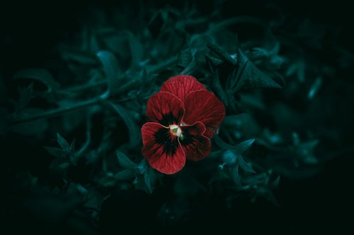 Free A close-up of a deep red pansy flower against dark green foliage. Stock Photo