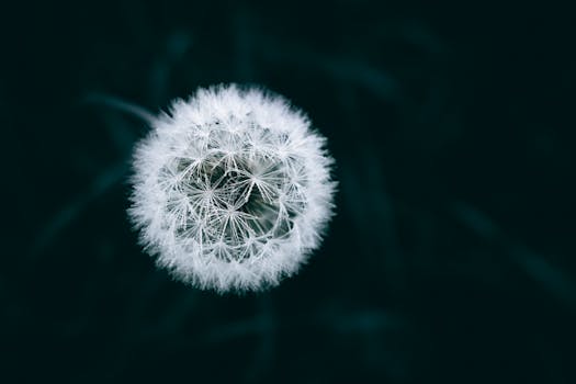 A detailed close-up of a dandelion with water droplets on a dark blurred background.