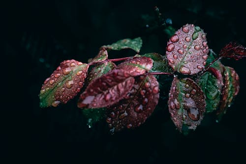 @户外, dark_photography, 一滴雨 的 免费素材图片