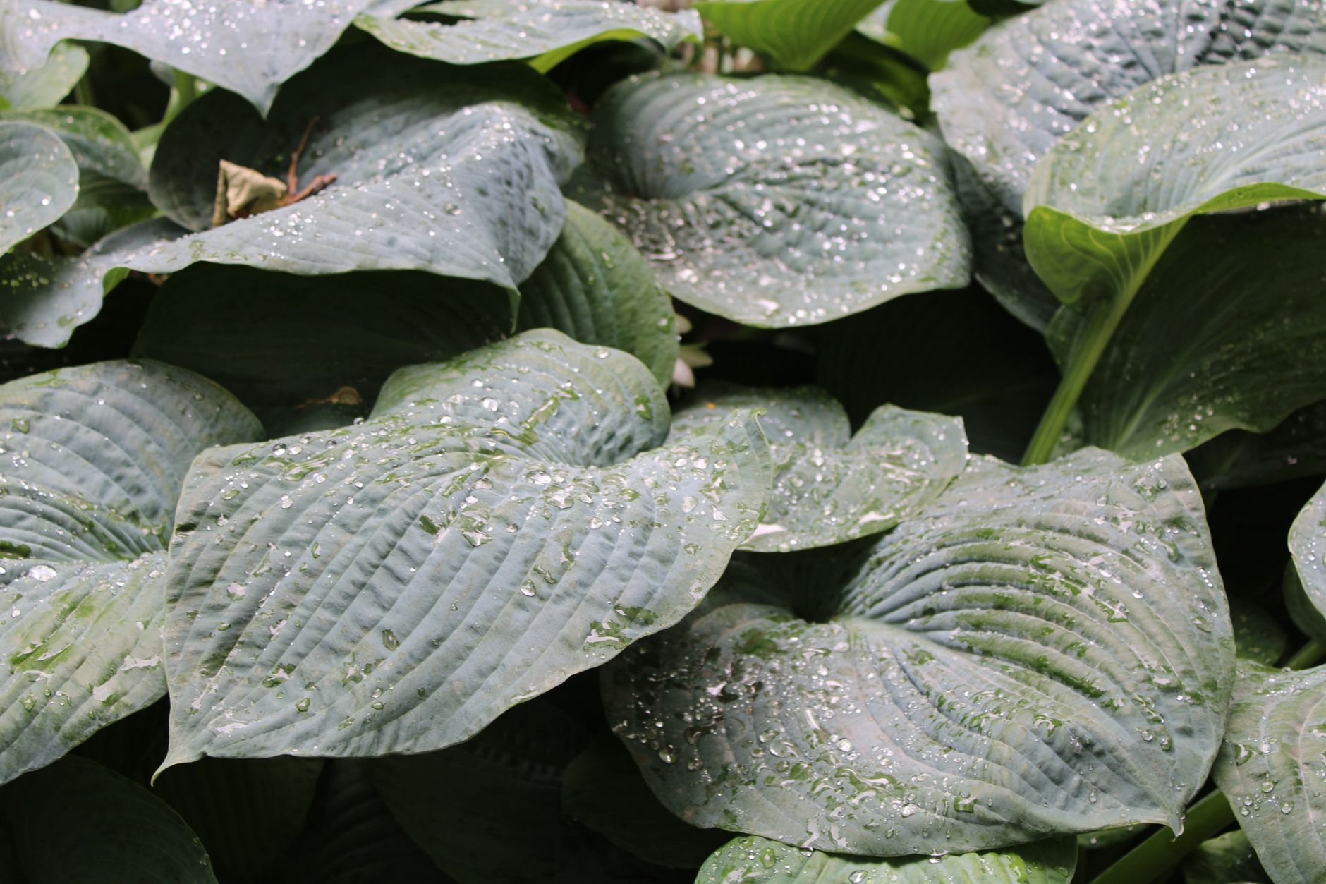 Broad hosta leaves holding clear raindrops in a shaded setting