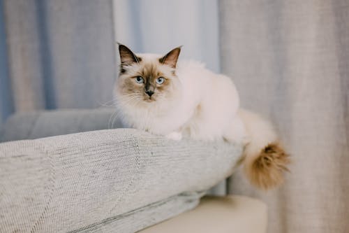 White Cat on a Sofa 