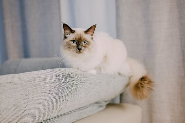 A fluffy cat cosy on the sofa, home at last