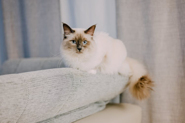 White Cat On A Sofa 