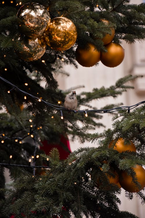 A Bird Perching in a Christmas Tree