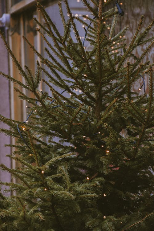 View of a Christmas Tree 