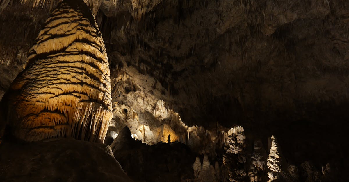 Echo Bloom 1 image text