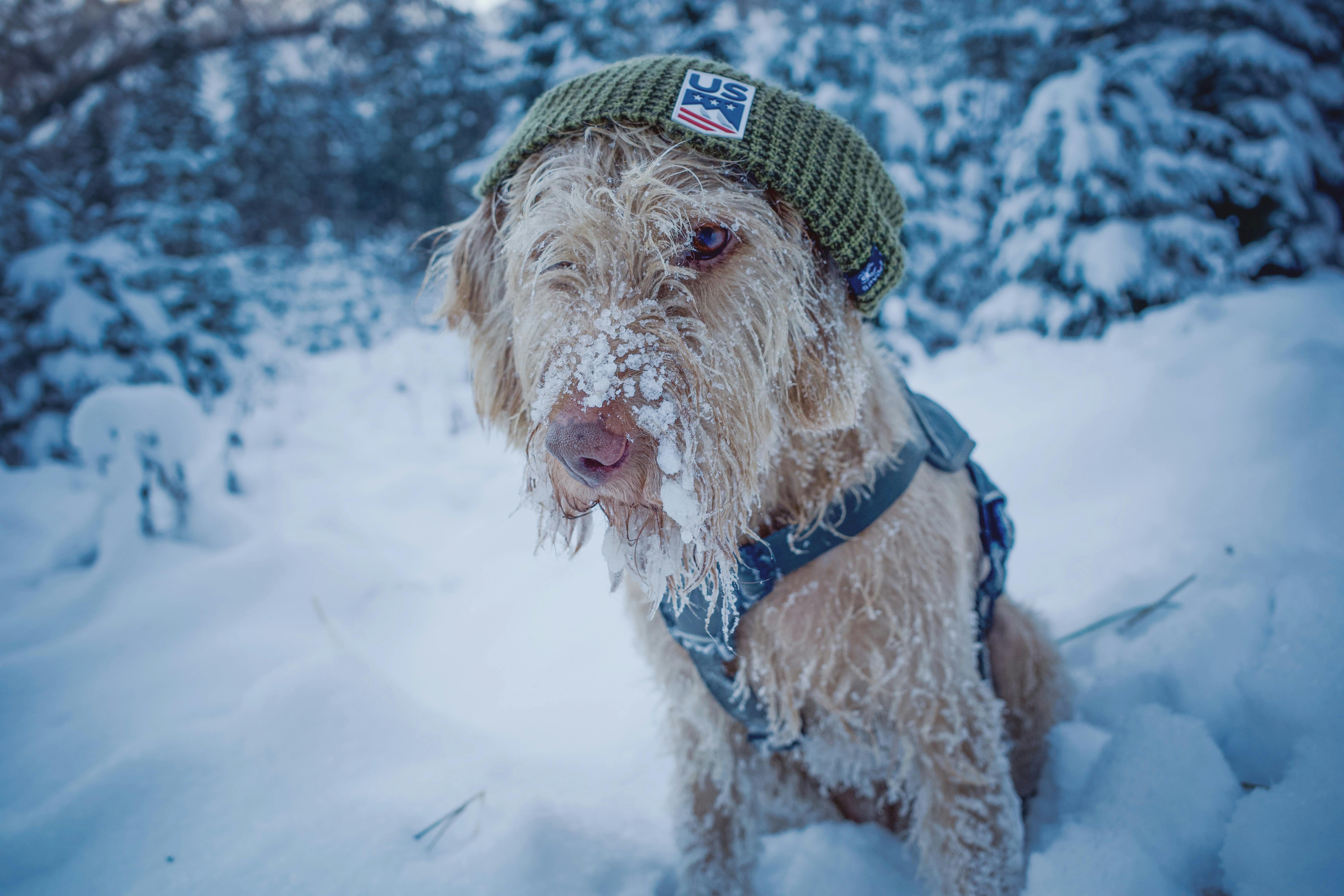 A Dog in Snow · Free Stock Photo