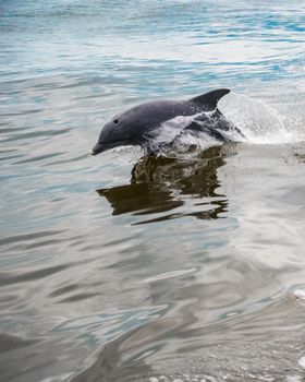 dolphin photo