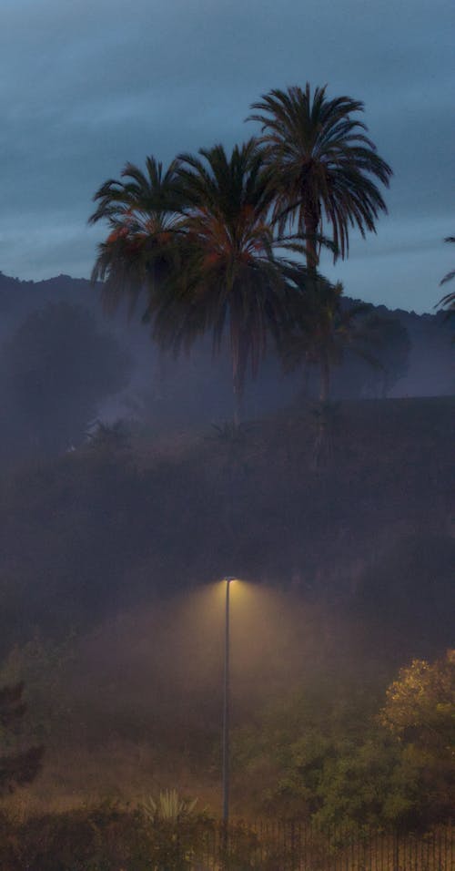 Free stock photo of golden light, palm trees