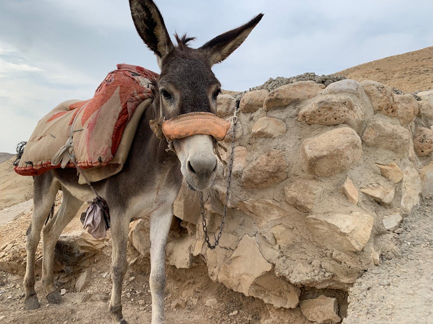 Donkey with saddle standing by a stone wall in a desert setting.