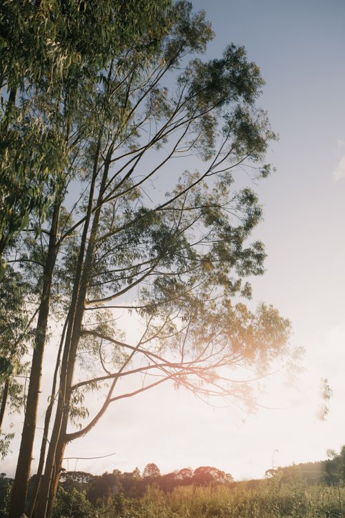 Free Tranquil scene of trees in the countryside illuminated by the soft glow of sunrise. Stock Photo