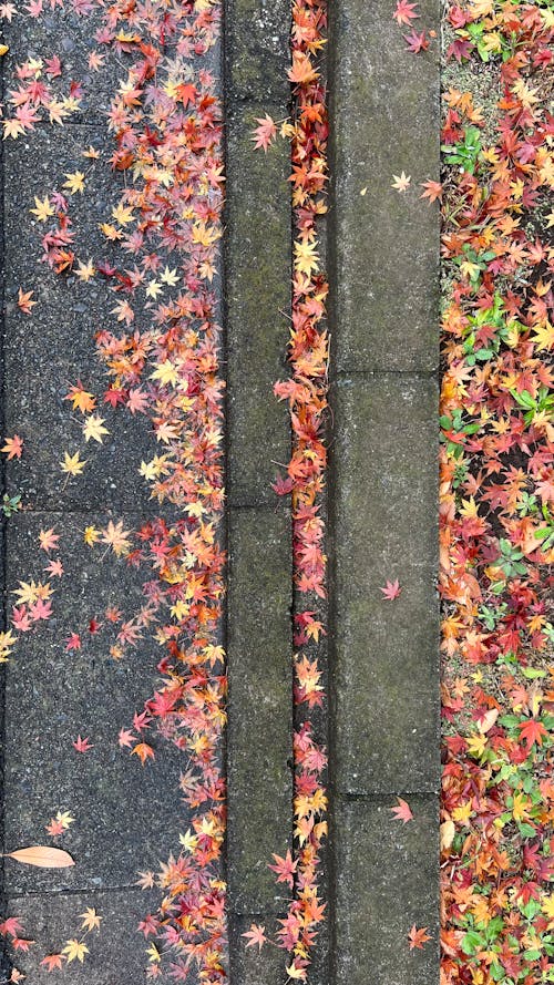 Gratis lagerfoto af blade, efterår, efterårsblad