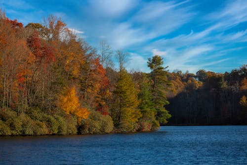 Autumn Forest over River