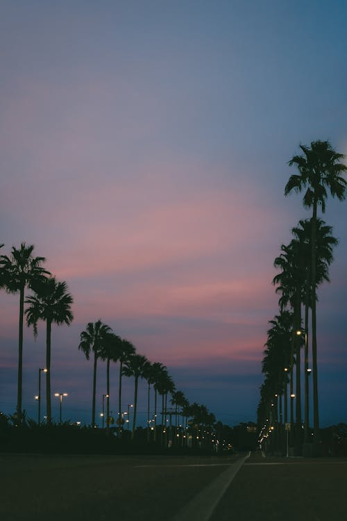 Rows of Palm Trees along Street at Dusk