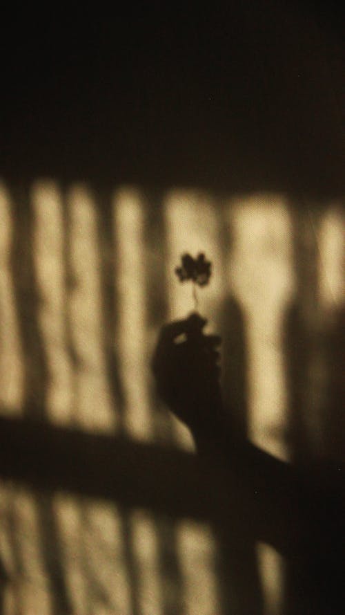 A person holding a flower in front of a window