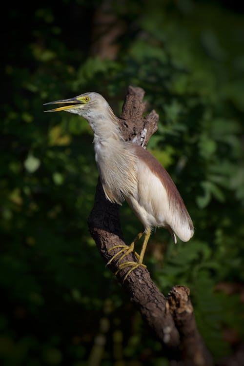 Indian Pond Heron on a Branch