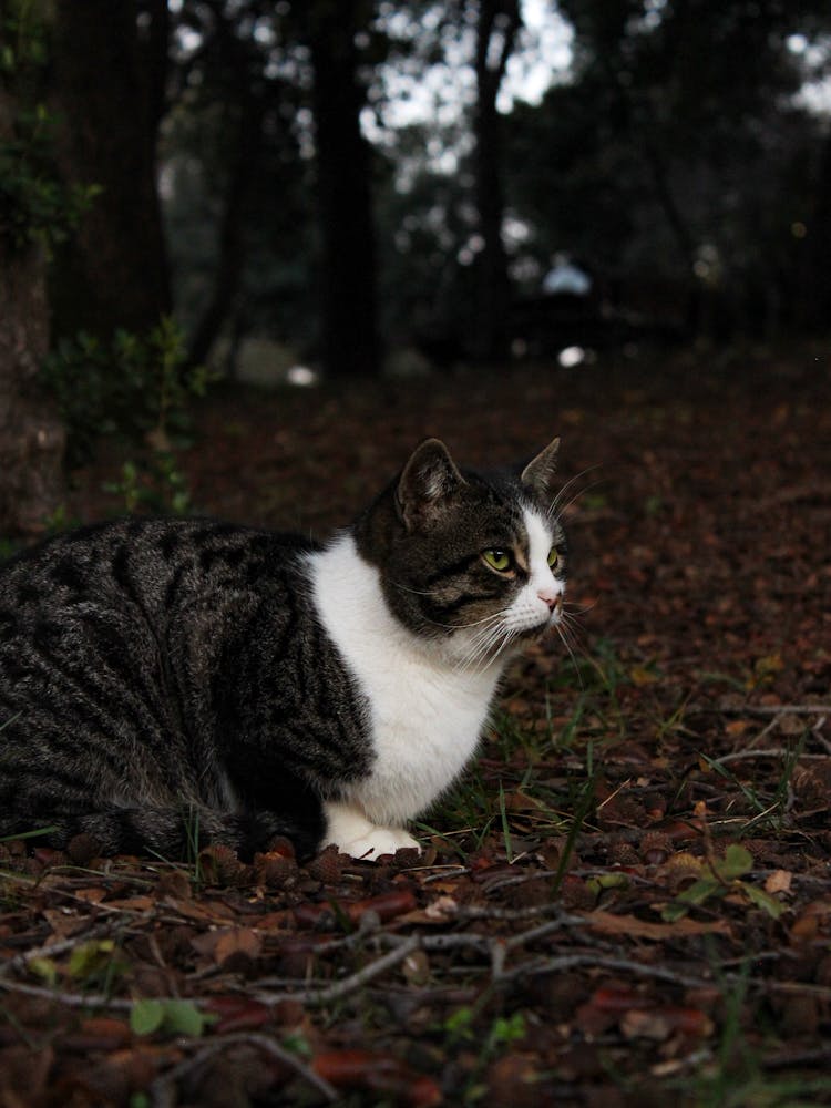 Black And White Cat In A Forest 