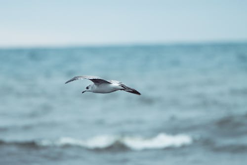 Seagull Flying Over the Ocean