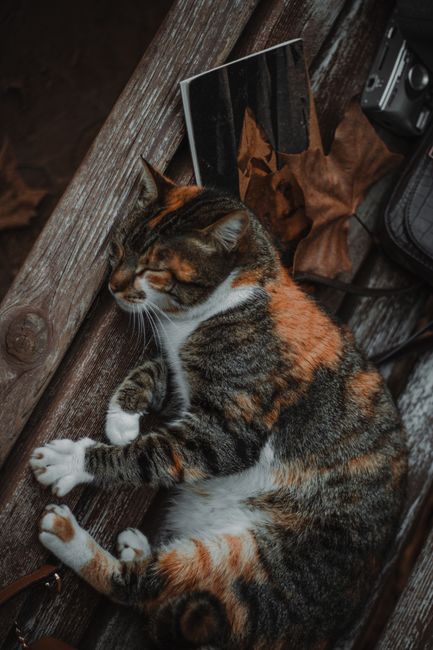 Cozy cat resting on a wooden bench among autumn leaves in Adana, Turkey.