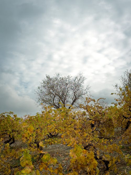 Orchard in Autumn