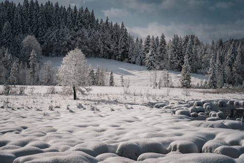 schneebedeckte Landschaft