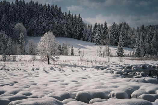 Peaceful winter scene of a snow-covered forest and field bathed in daylight.