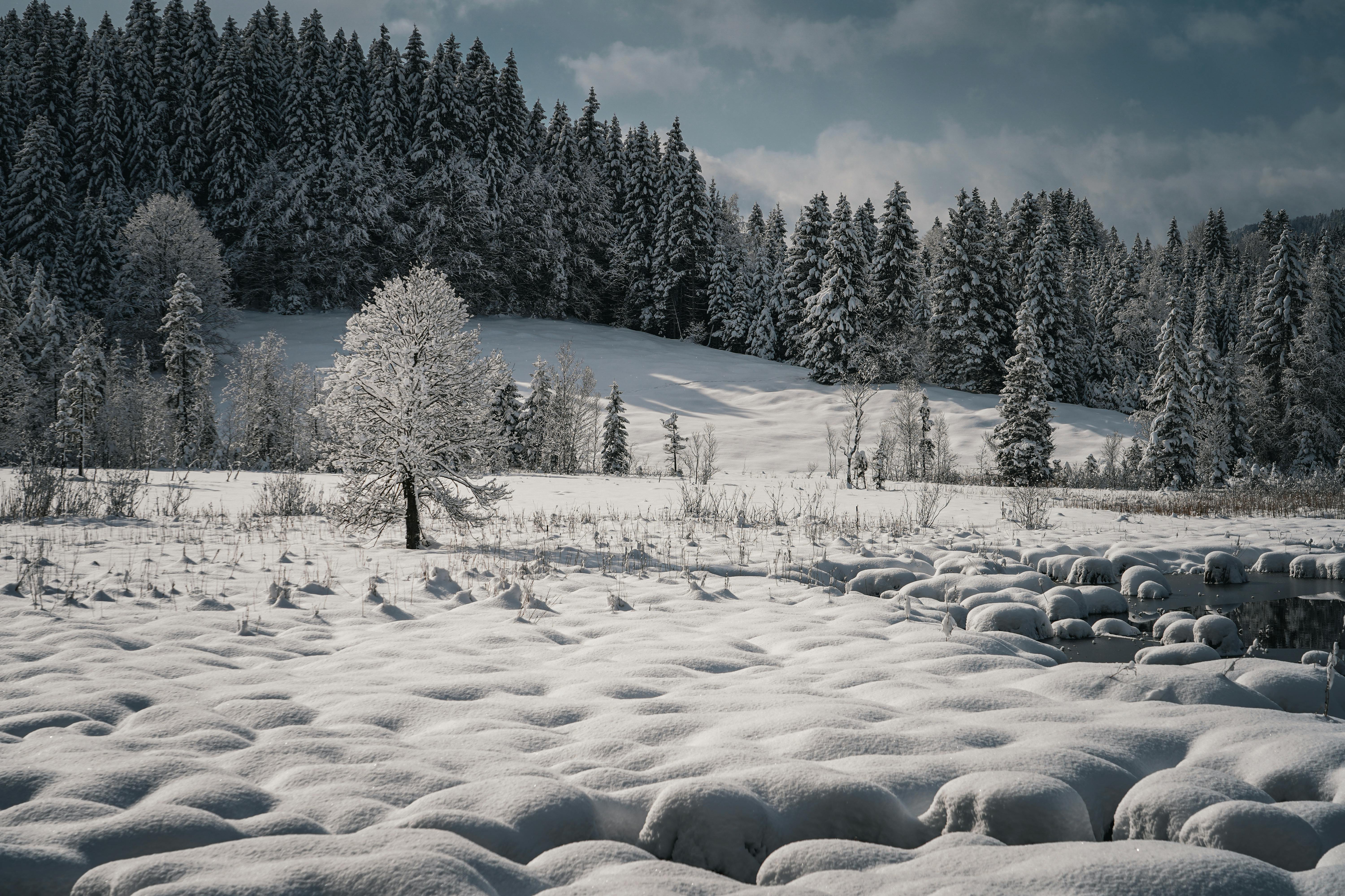 View of a Snowy Field and Trees · Free Stock Photo