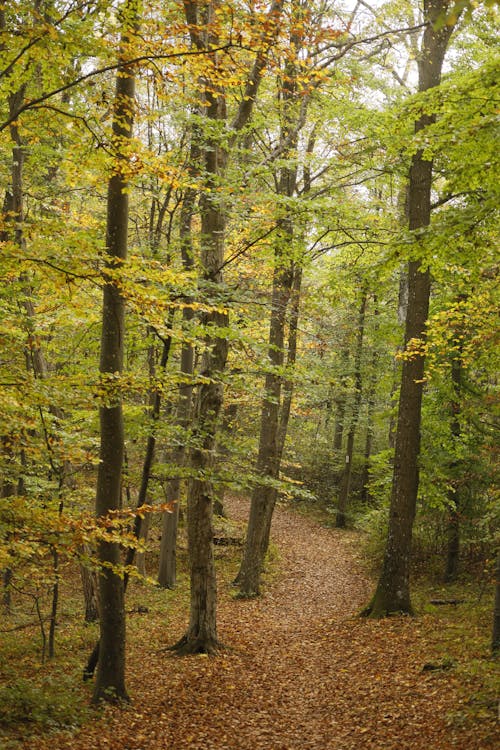 Path Through the Forest Covered with Autumn Leaves