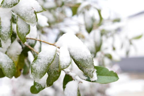 Kostnadsfri bild av snölandskap