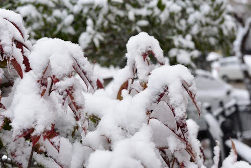 Бесплатное стоковое фото с снежный пейзаж