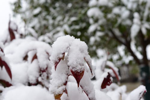 Бесплатное стоковое фото с снежный пейзаж