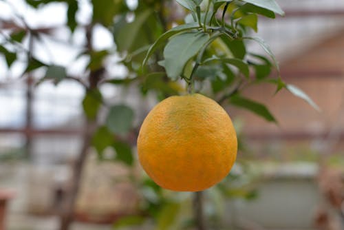 Ilmainen kuvapankkikuva tunnisteilla appelsiinipuu, hedelmät, mandariini