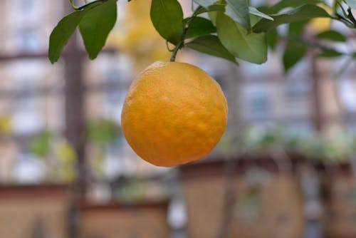 Kostenloses Stock Foto zu mandarine, mandarinen