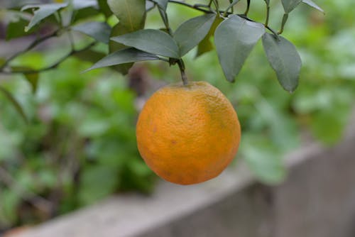 Základová fotografie zdarma na téma mandarinky