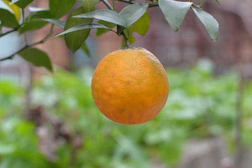 Základová fotografie zdarma na téma mandarinky