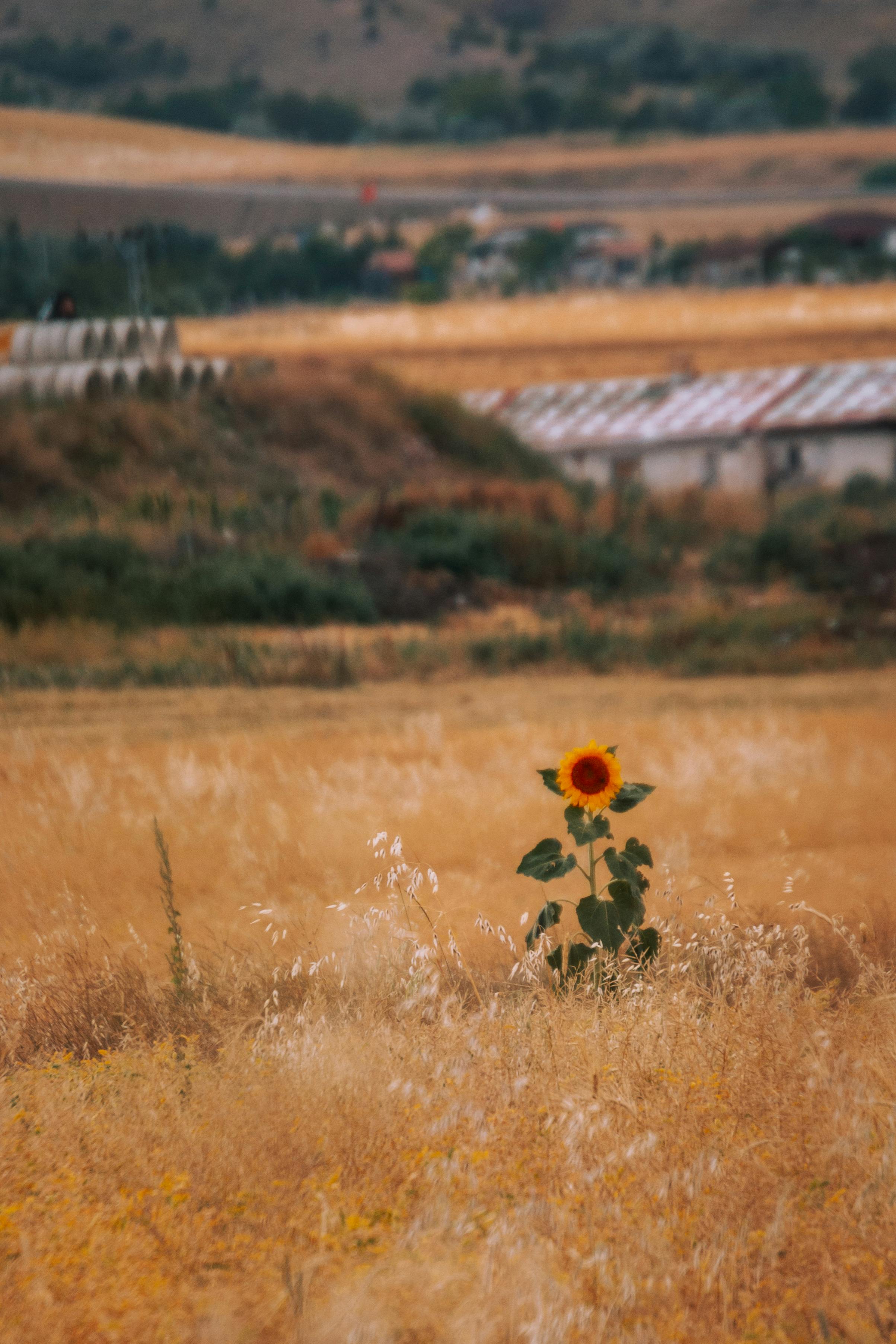 Lonely sunflower stands tall in a vast, rustic autumn field with scenic countryside backdrop.