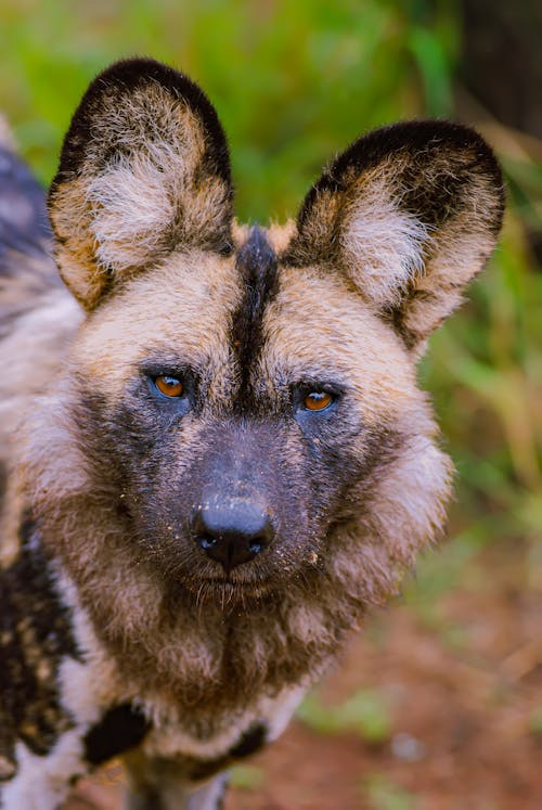 Close up of African Wild Dog