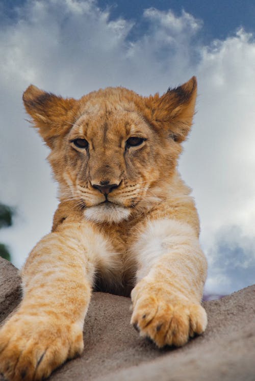 Close-up Photo of a Little Lion 