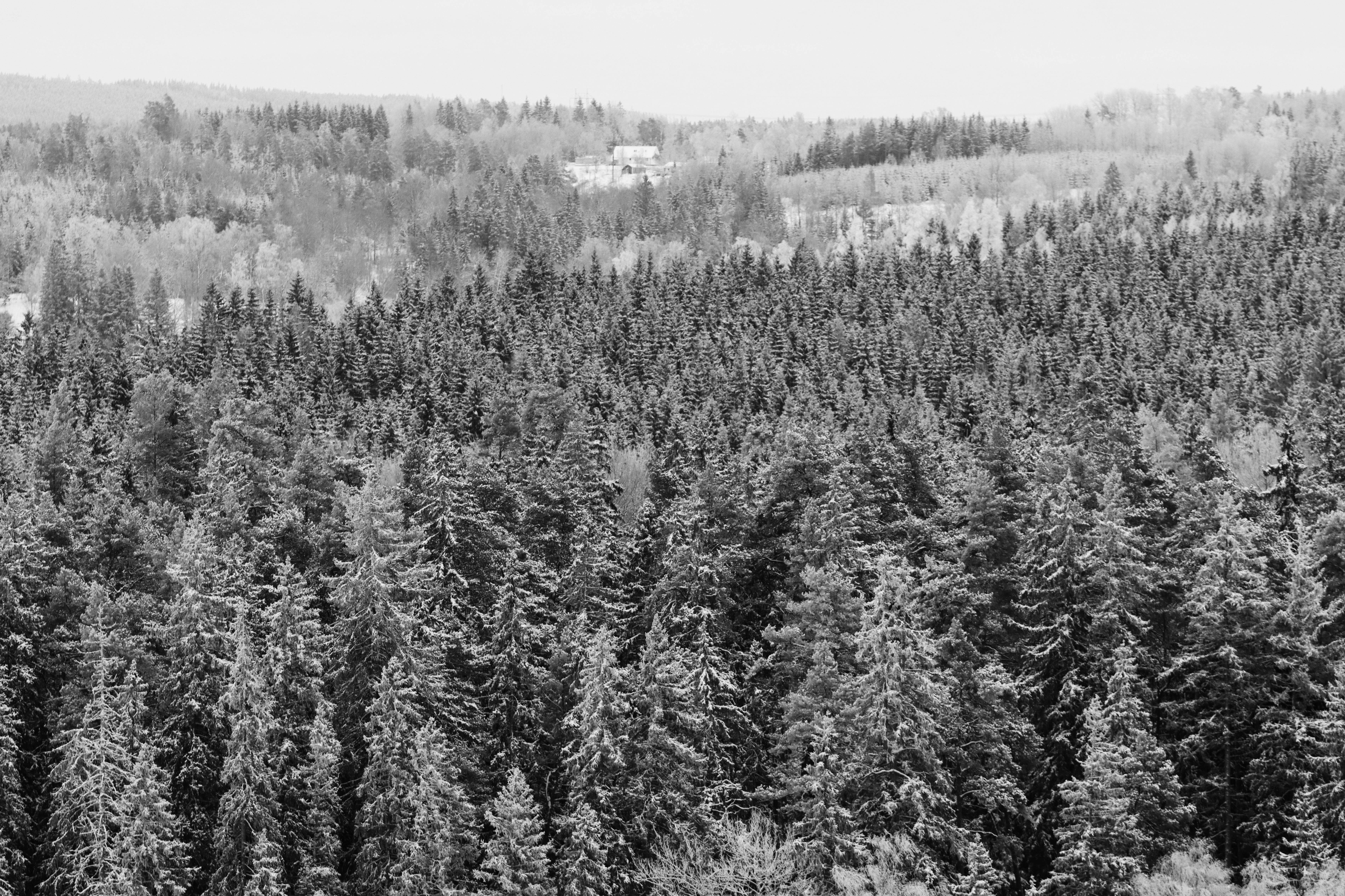 Kostenlos Kostenloses Stock Foto zu arktische natur, baum, berg Stock-Foto