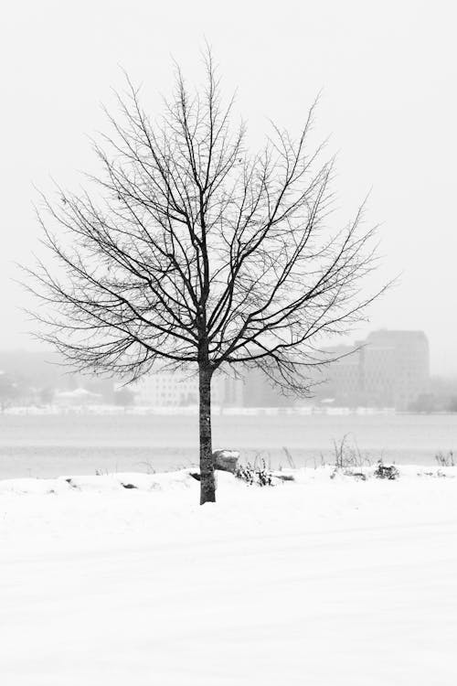 Imagine de stoc gratuită din alb-negru, arbore, fotografiere verticală